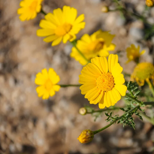 Fleurs jaunes au printemps prairie à fleurs — Photo