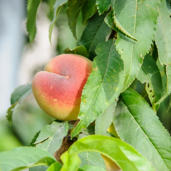 Peach on the tree branch — Stock Photo, Image