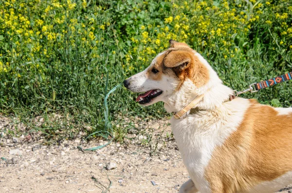 Kahverengi ve beyaz köpek uzağa bakarak portre — Stok fotoğraf