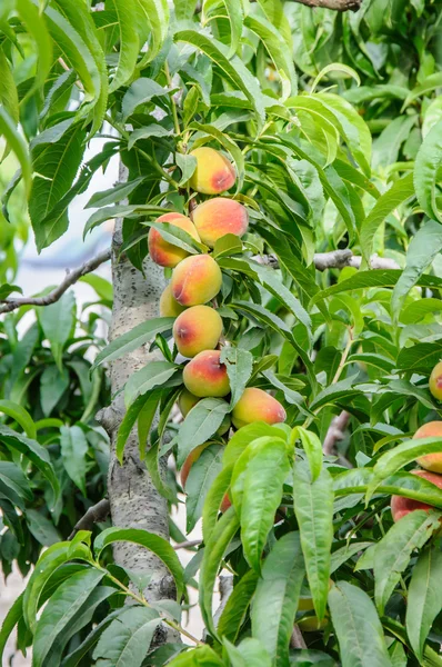 Peaches on the tree branch — Stock Photo, Image