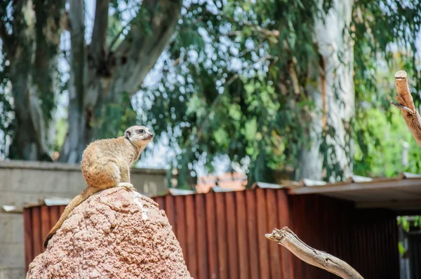 Meerkat procurando por palavra — Fotografia de Stock