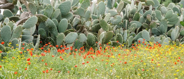 Opuntia ficus-indica cactus in a meadow of red and yellow flo — стоковое фото