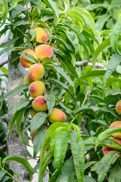 Peaches on the tree branch — Stock Photo, Image