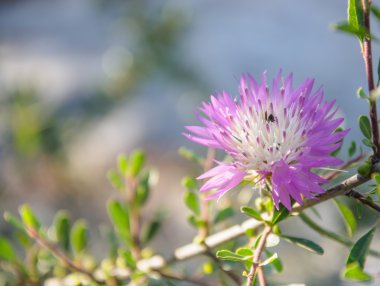 Güzel pembe çiçek, doğal arka plan