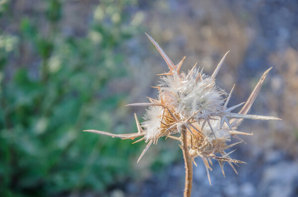 closeup of white milk thistle flower