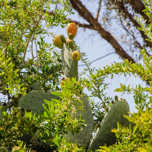 Крупный план Opuntia ficus-indica, цветущий незрелыми плодами atta — стоковое фото