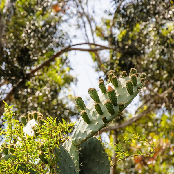 Крупный план Opuntia ficus-indica, цветущий незрелыми плодами atta — стоковое фото