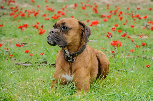 Boxer põe em um prado verde de flores vermelhas — Fotografia de Stock