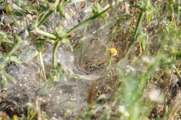 Teia de aranha em um prado de flores, foco seletivo — Fotografia de Stock