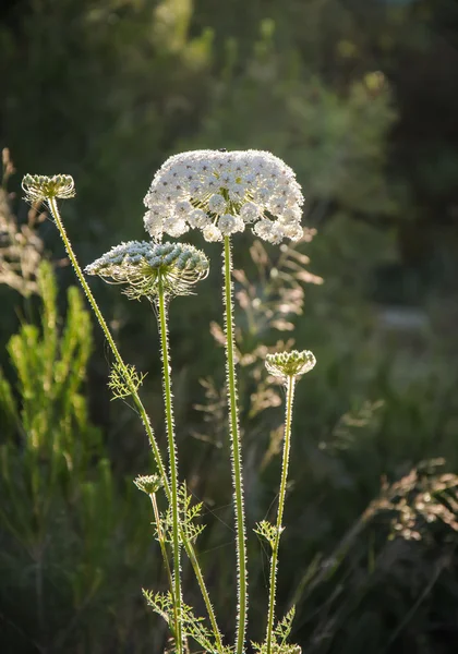 Blommande vild morot blomma — Stockfoto