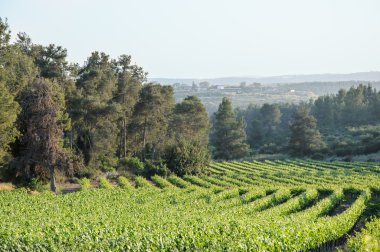 Vineyard peyzaj