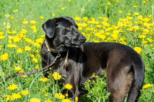 Black dog in a meadow of flowers — Stock Photo, Image