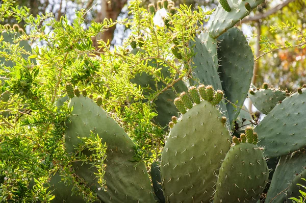 Крупный план Opuntia ficus-indica, цветущий незрелыми плодами atta — стоковое фото