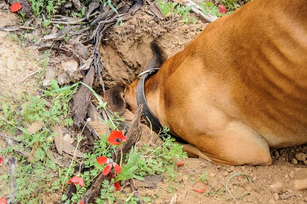 Cão de escavação, empurrar a cabeça em um buraco — Fotografia de Stock