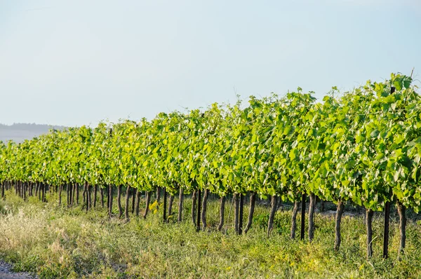 Paisaje del viñedo — Foto de Stock