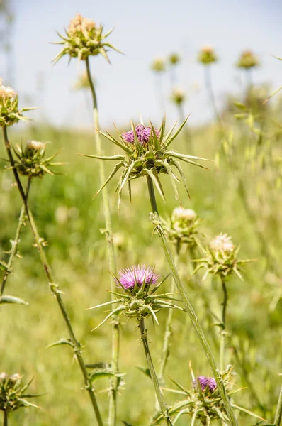 Primer plano de flor de cardo mariano rosa, Silybum marianum — Foto de Stock