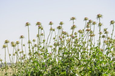 birçok süt thistle çiçek closeup