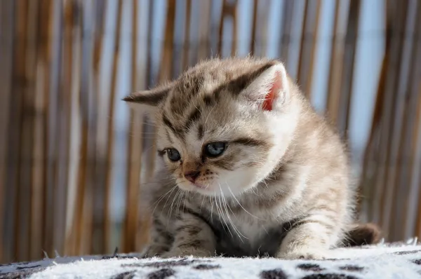 Шотландська висловуха кошеня — стокове фото