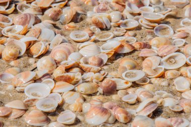 kum ve kabukları arka plan