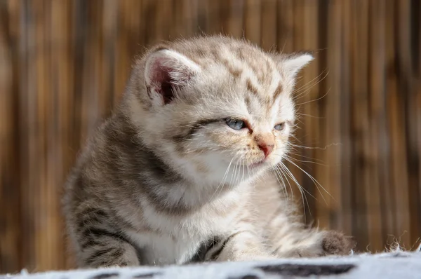 Schotse vouw kitten — Stockfoto