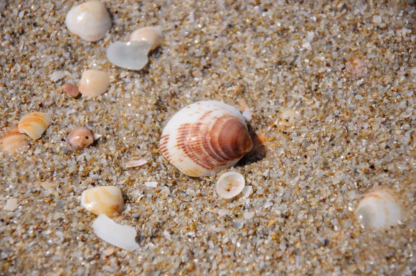 Sable et coquillages fond — Photo