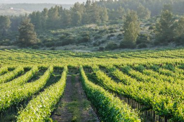 Vineyard peyzaj
