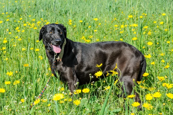 Black dog in a meadow of flowers — Stock Photo, Image