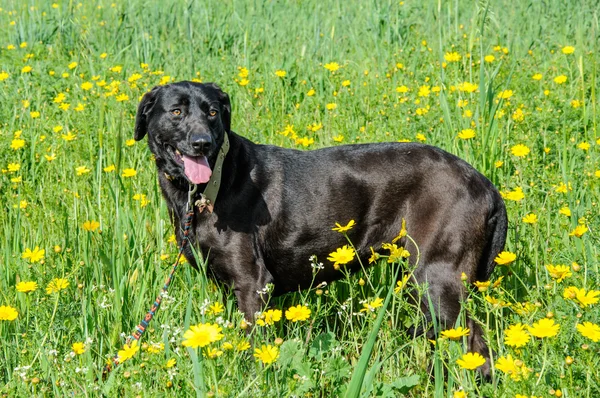 Perro negro en un prado de flores — Foto de Stock