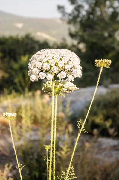 Blommande vild morot blomma — Stockfoto