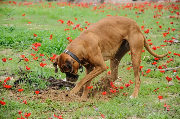 Σκάψιμο σκυλί, ώση το κεφάλι σε μία τρύπα Φωτογραφία Αρχείου