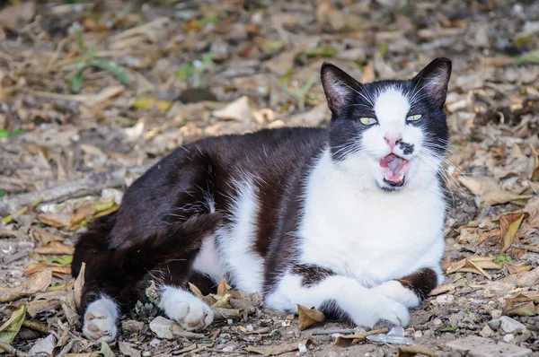 Belo gato preto e branco mostra língua vermelha — Fotografia de Stock