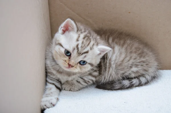 스코틀랜드의 우리 고양이 — 스톡 사진