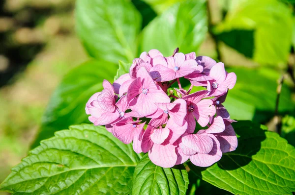 Makro snímek hortenzie kvetou — Stock fotografie