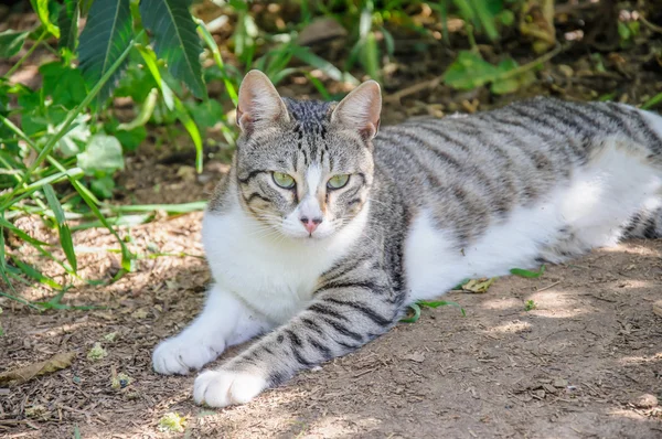 Bellissimo gatto grigio e bianco goditi il sole di mezzogiorno in giardino — Foto Stock