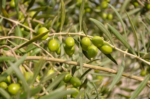 Green Olives Olive Tree Branch Nature Istria Croatia — Stock Photo, Image
