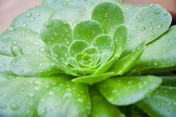 庭の多肉植物の緑の花 雨の滴と豊かな緑のサボテンの花の植物 雨の中で成功した美しい緑の蓮のサボテン — ストック写真