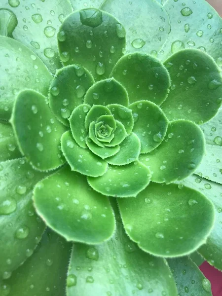 庭の多肉植物の緑の花 雨の滴と豊かな緑のサボテンの花の植物 雨の中で成功した美しい緑の蓮のサボテン ストック画像