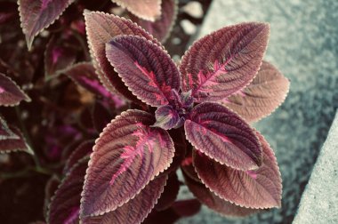 Purple colored stinging nettle.Close-up of the leaves of a purple colored nettle.Red and green leaves of the coleus (Coleus scutellarioides). background of colourful leaves.Red and green leaves of the coleus plant, Plectranthus scutellarioides