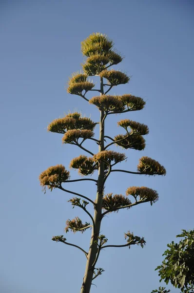 Century plant (Agave americana) flowering spike, Mali Losinj, Croatian island. Tall flowering spike of the century plant agave.