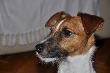 Jack Russell Terrier kafa profili.