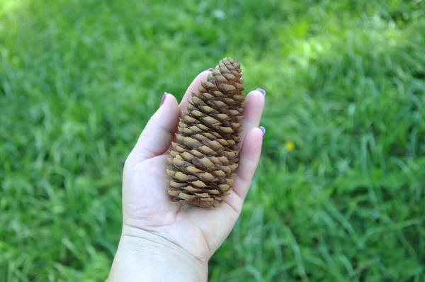Young Caucasian Woman Girl Holds Hand Pine Cone Forest Foliage — Stockfoto
