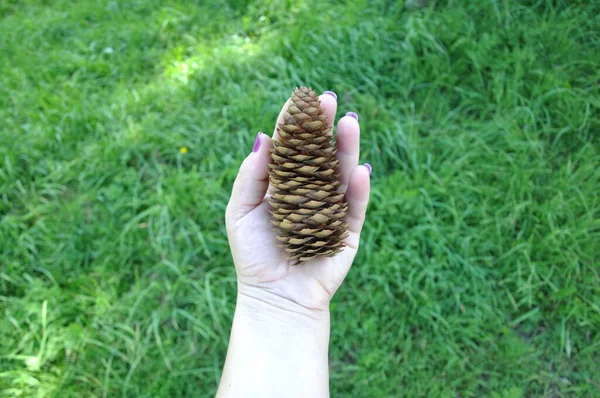 Young Caucasian Woman Girl Holds Hand Pine Cone Forest Foliage —  Fotos de Stock