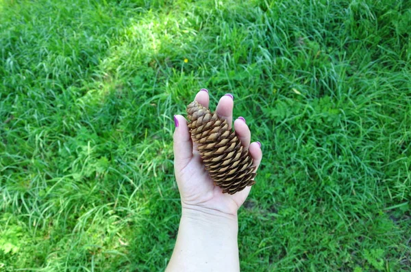 Female Hands Holding Pine Cones Forest Glade Palm Your Hand —  Fotos de Stock