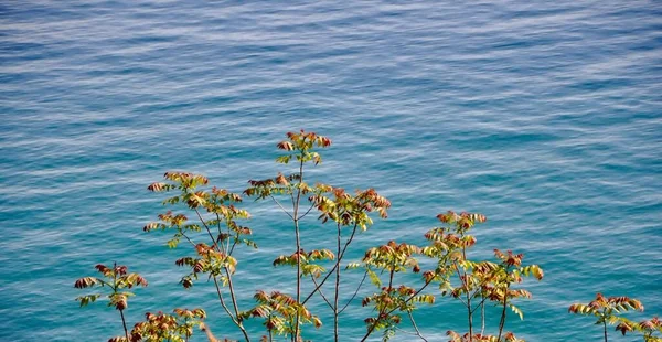 Общая Растительность Хорватского Побережья Дикие Растения Желтыми Цветами Растущими Вдоль — стоковое фото