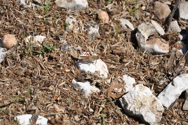 European Brown Grasshopper Locusta Migratoria — Stockfoto