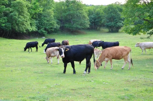Black bull on the farm, cows in background. Bull in Croatia in the green field. Black bull and cow on the Grobnik, Croatia cattle farm