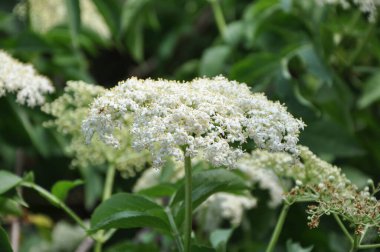 İlkbaharda çiçek açan yaşlı çiçek (Sambucus nigra). Çiçek açmış Mürver ağacı.