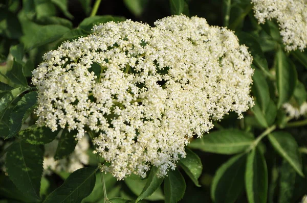 İlkbaharda çiçek açan yaşlı çiçek (Sambucus nigra). Çiçek açmış Mürver ağacı.