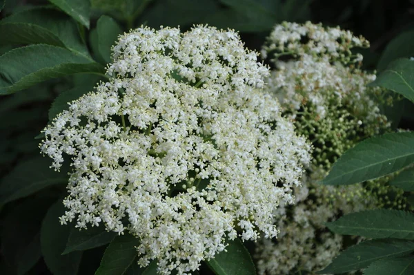 İlkbaharda çiçek açan yaşlı çiçek (Sambucus nigra). Çiçek açmış Mürver ağacı.