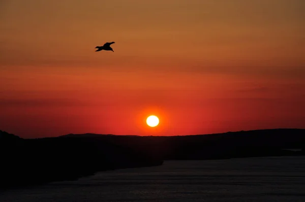 Red Sunset seagull silhouettes. Seagulls in sunset sky. Flying seagulls over the sea at sunset. Seagulls at sea . Birds flying back home at sunset seaside of Mali Losinj, Croatia
